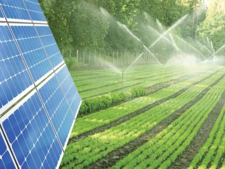 Kết hợp điện mặt trời với sản xuất nông nghiệp, triển vọng phát triển của năng lượng Việt Nam